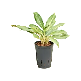 Veel gekozen | Aglaonema Lucky
