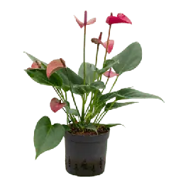 Anthurium Cirano - Voeg toe aan winkelwagen