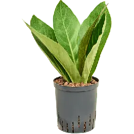 Anthurium Jungle hybriden - Favoriet van klanten