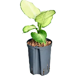 Zojuist toegevoegd | Dieffenbachia Tropic Marianne
