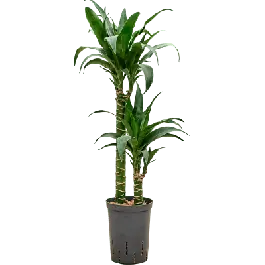 Dracaena Black Beauty 2-stam | Bestel vandaag