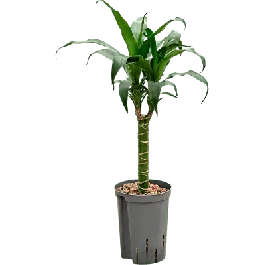 Nieuw in het assortiment | Dracaena Black Beauty