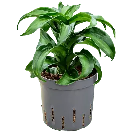 Beste prijs | Dracaena Black Kanzi