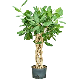 Hoge kwaliteit | Ficus Audrey gevlochten koker