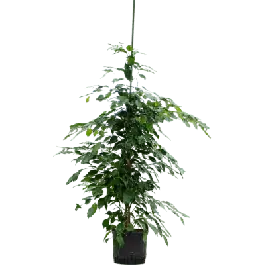 Ficus Exotica - Rechtstreeks van de fabrikant