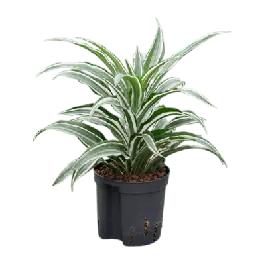 Direct leverbaar | Dracaena warneckii Compacta