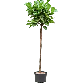 Gratis retourneren - Ficus Lyrata op stam