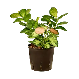 Hoya australis Lisa - Mis het niet