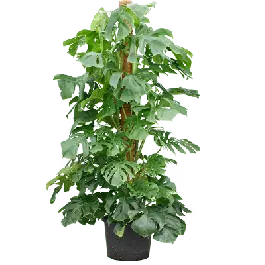 Veel voordeel | Monstera deliciosa mosstok