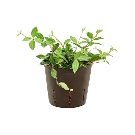 Peperomia Dahlstedtii | Voordelig