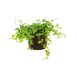 Peperomia rotundifolia | Populair