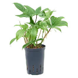 Philodendron Florida Green - Beperkte voorraad