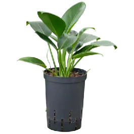 Philodendron Green Congo - Direct van de fabrikant