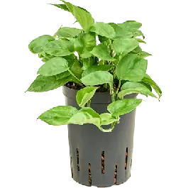 Scindapsus Manjula Green | Nu kopen