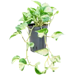 Scindapsus Manjula Variegata | Opruiming