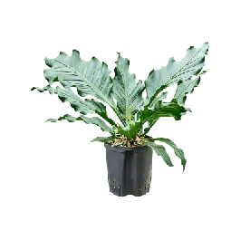 Sale | Anthurium Birdnest - bims