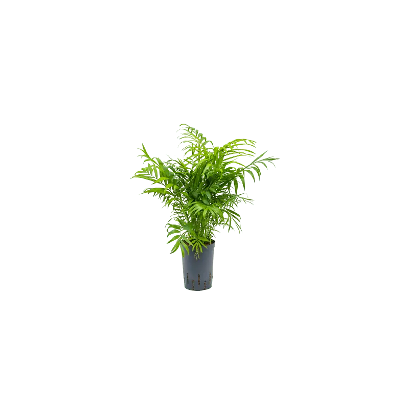 Chamaedorea elegans - bims | Mis het niet