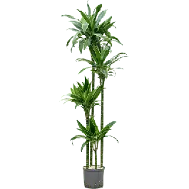 Dracaena Arturo 4-stam - bims | Klaar voor verzending