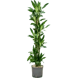 Nog maar een paar beschikbaar - Dracaena Burundii carrousel - bims