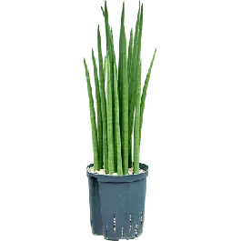 Sansevieria Spikes - bims - Nu beschikbaar