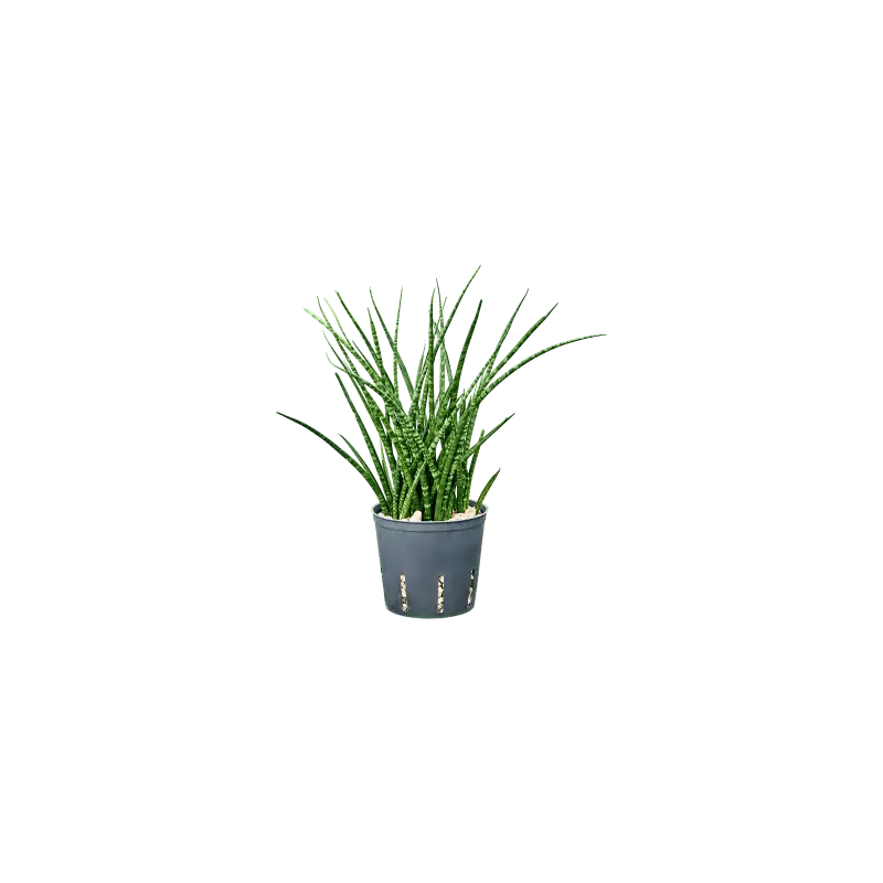 Net toegevoegd | Sansevieria Fernwoord - bims