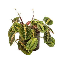 Topdeal | Maranta Tricolor