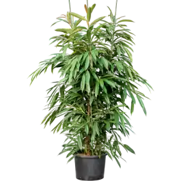 Ficus Amstel King toef - Direct van de fabrikant