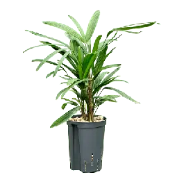 Aanrader | Rhapis excelsa - bims