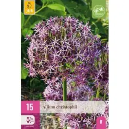 Allium christophii - 15 stuks - Nu beschikbaar