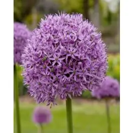 Allium Gladiator - 25 stuks - Nog maar een paar beschikbaar