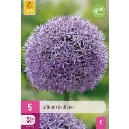 Online bestellen | Allium Gladiator - 5 stuks