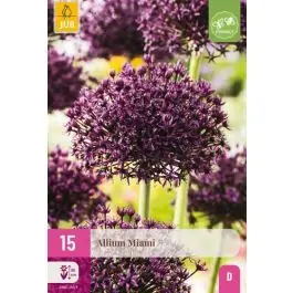 Voeg toe aan winkelwagen - Allium Miami - 15 stuks