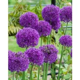Allium Purple Sensation - 100 stuks - Direct leverbaar