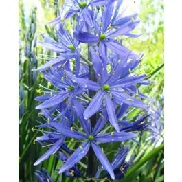 Camassia leichtlinii Caerulea - 25 stuks - Eenvoudig retourneren