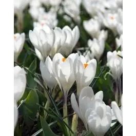 Superprijs - Crocus Jeanne d‘Arc - 100 stuks