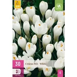 Crocus wit - 50 stuks - Bespaar nu