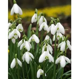 Galanthus Elwesii - 100 stuks | Online bestellen
