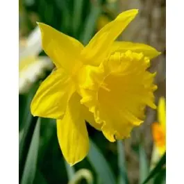Narcissus Golden Harvest - 100 stuks - Actie