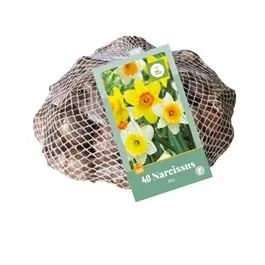 Op voorraad | Narcissus grootkronig mix - 40 stuks