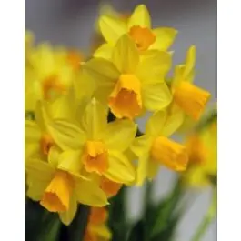 Slechts tijdelijk | Narcissus Jetfire - 100 stuks