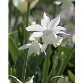 Narcissus triandrus Thalia - 100 stuks - Premiumkwaliteit