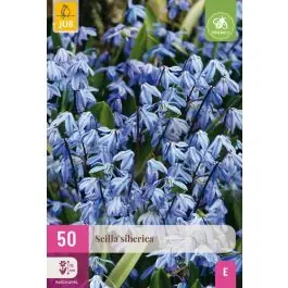 Scillia siberica - 50 stuks - Direct bestellen