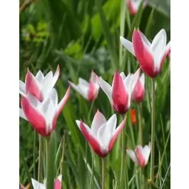 Tulipa Peppermintstick - 100 stuks - Voeg toe aan winkelwagen