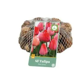 Tulipa Roze & Rood - 40 stuks - Veel voordeel