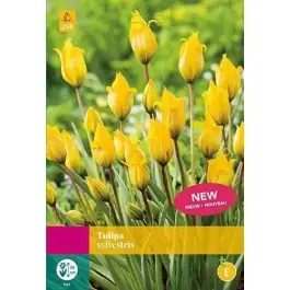 Tulipa sylvestris - 20 stuks | Shop nu