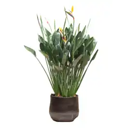 Extra voordeel - Strelitzia reginae XXL