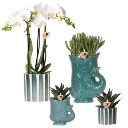 Plantenset Yona blauw - Dagdeal