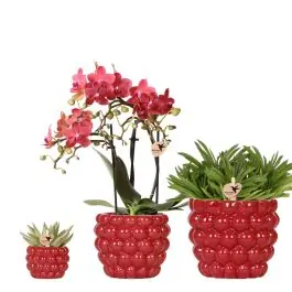 Plantenset Berry | Nu beschikbaar