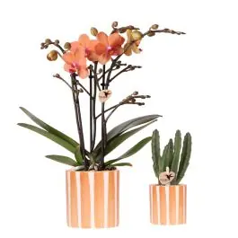 Planten duo in Painted Stripe oranje - Online bestellen