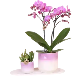 Eenvoudig retourneren - Planten duo Gradience roze